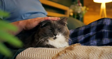Sleepy cat dozing next to owner book on sofa arm, relaxed whiskers and soft fur Stock Footage 311751003