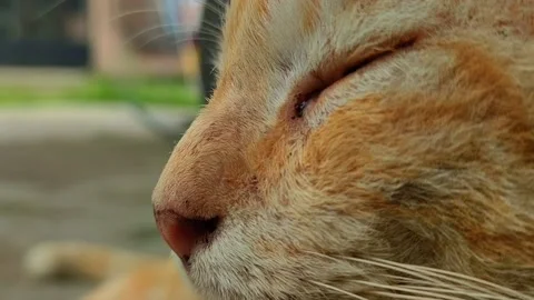Sleepy Cat Face Close-up Stock Footage 231368332