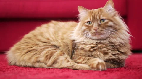 Sleepy Cat Face - Slowly Closing His Eyes Stock-Footage 50184536