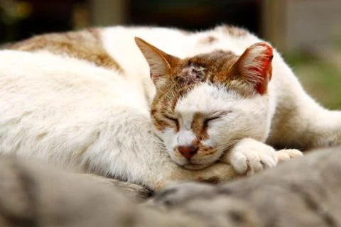 A sleepy cat on floor Stock Photos