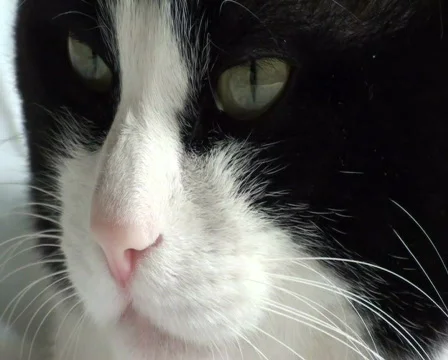 Sleepy cat Stock Footage 722427