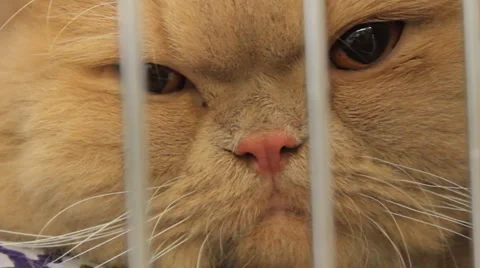 Sleepy cat Stock Footage 2874660