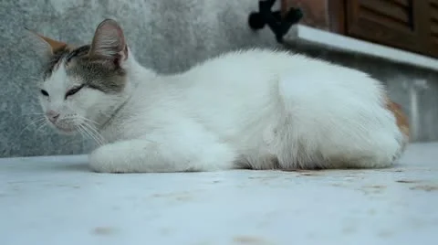 Sleepy cat Stock Footage 11887080