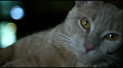 Sleepy Cat 스톡 동영상 12377420