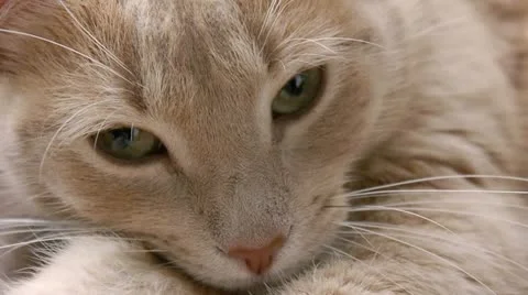 Sleepy cat Stock Footage 21461054