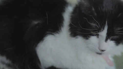 Sleepy Cat Stock Footage 31818845