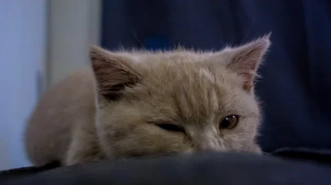 Sleepy Cat Stock Footage 37013197