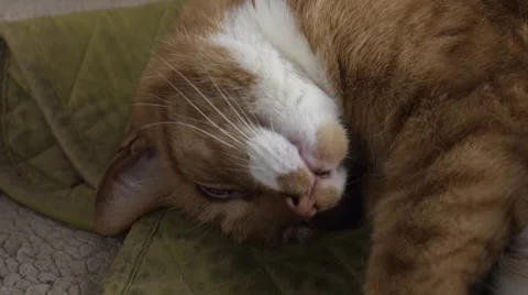 Sleepy cat. Stock Footage 48729719