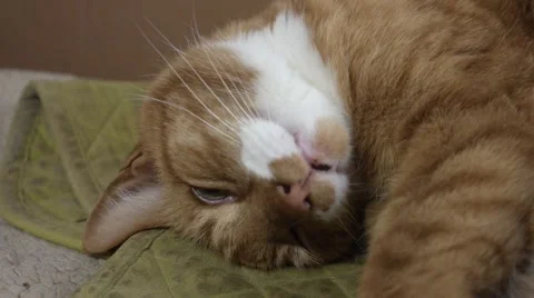 Sleepy cat. Stock Footage 48729809