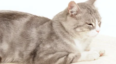 Sleepy Cat Stock Footage 52073042