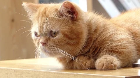 Sleepy cat Stock Footage 52724949