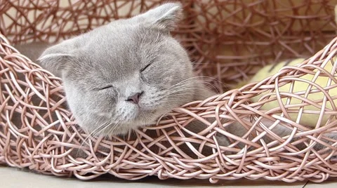 Sleepy cat Stock Footage 52931683