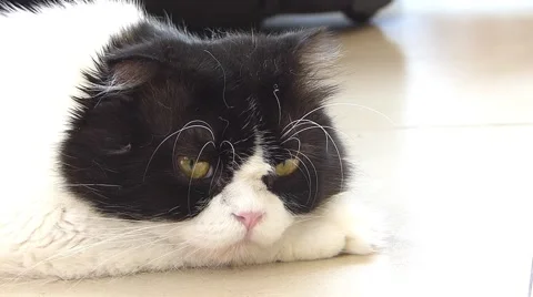 Sleepy cat Stock Footage 52931702