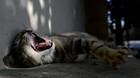 Sleepy cat Stockbeeldmateriaal 62395098