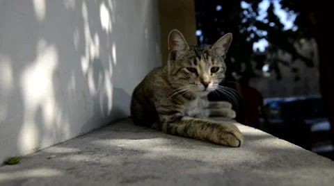 Sleepy cat Stockbeeldmateriaal 62395106