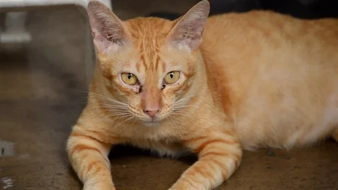 Sleepy cat Stock Footage 79782820