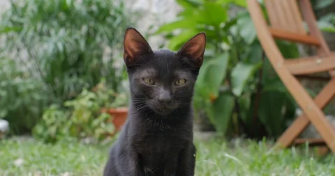 Sleepy Cat Stock Footage 91749429