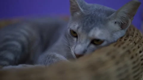 Sleepy cat Stockbeeldmateriaal 174662273