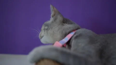 Sleepy cat Stockbeeldmateriaal 174663353