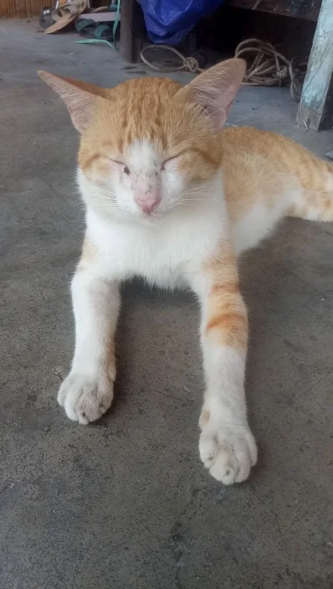 Sleepy cat Stock Footage 207976855