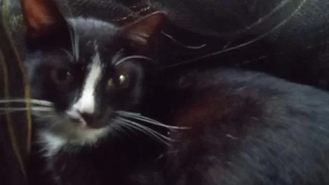 Sleepy cat Stock Footage 309797508