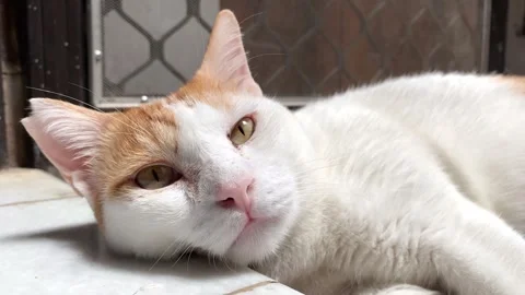 Sleepy cat Stock Footage 321116013