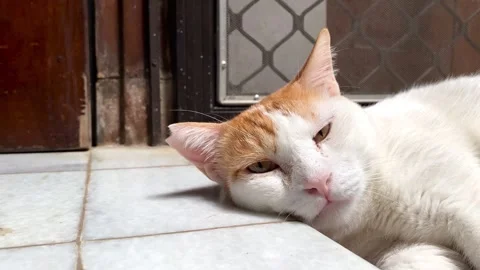 Sleepy cat Stock Footage 321116014