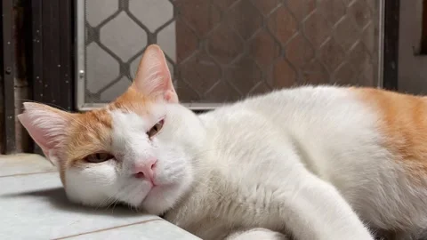 Sleepy cat Stock Footage 321116023