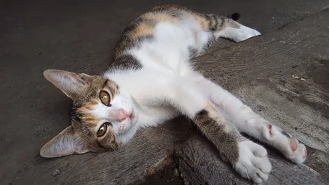 Sleepy cat gazing into the camera Stock Footage 253582578