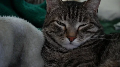 Sleepy Cat Glare Stock Footage 103240396