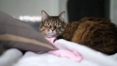 Sleepy cat looking around 스톡 동영상 76218983