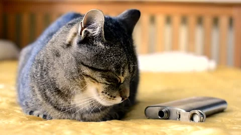 Sleepy cat lying on a bed with a flask 스톡 동영상 41861912