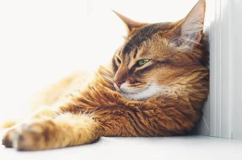 Sleepy cat lying on bright window sill indoor. Stock Photos