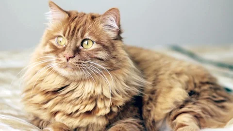 Sleepy Cat Lying Down On A Bed 스톡 동영상 87088272