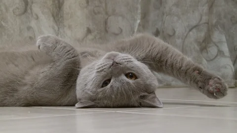 Sleepy cat lying on the floor Stock Footage 75186456