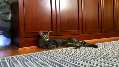 Sleepy cat lying on floor Stock Footage 245425033