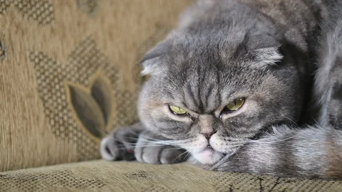 Sleepy cat lying on the sofa. Video stock 96704785