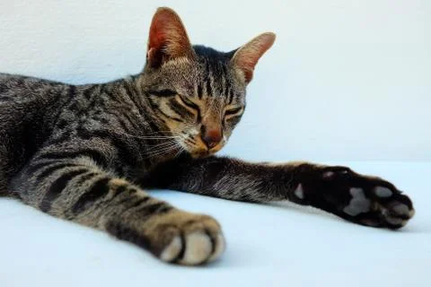 Sleepy Cat Lying on White Background. Stock Photos