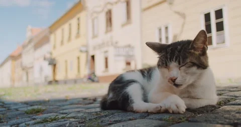 A sleepy cat on a pavement Vídeos de archivo 204986252