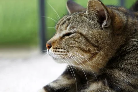 Sleepy cat Stock Photos