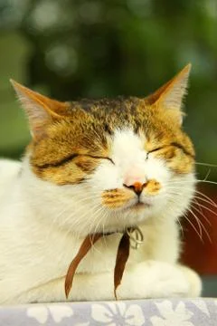 A sleepy cat Stock Photos