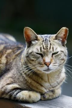 Sleepy cat Stock Photos