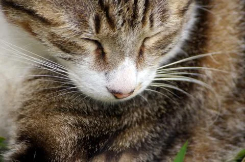 Sleepy cat Foto stock