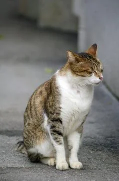 A sleepy cat Foto stock