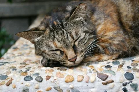 Sleepy cat Stock Photos