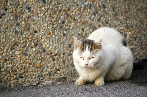 Sleepy cat Stock Photos