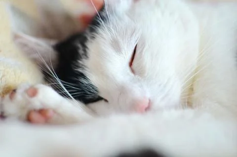 Sleepy cat Stock Photos