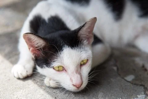Sleepy cat Stock Photos