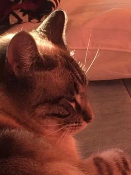 Sleepy Cat Foto stock