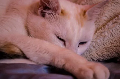 Sleepy cat Stock Photos